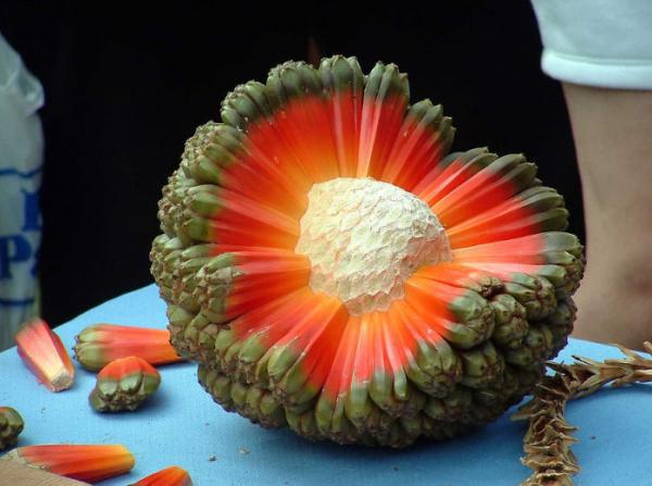 A photo of an opened Hala fruit, green and bumpy on the outsides with bright orange flesh and a large white center seed